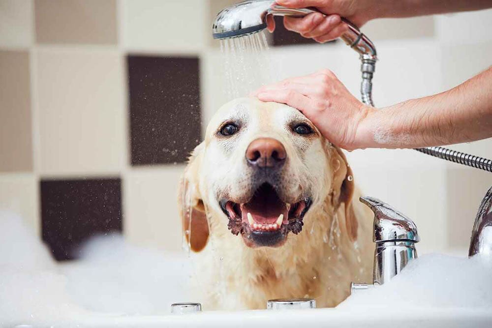 a person giving their dog a bath