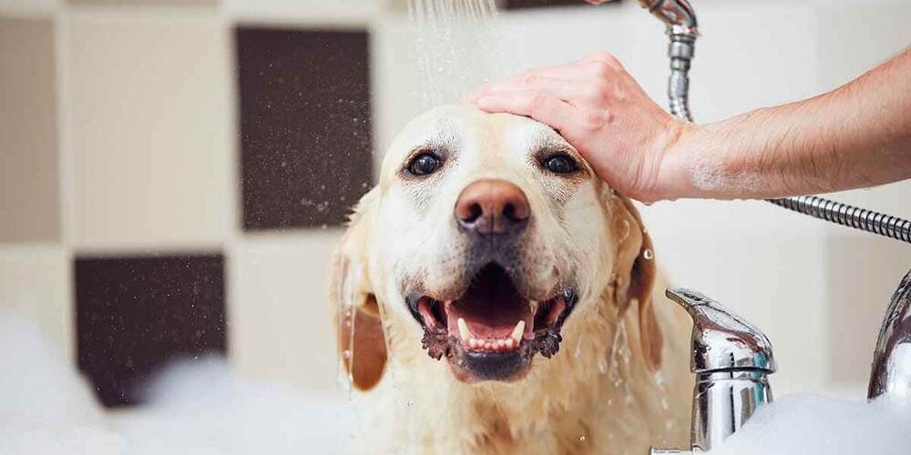 a person giving their dog a bath a person giving their dog a bath